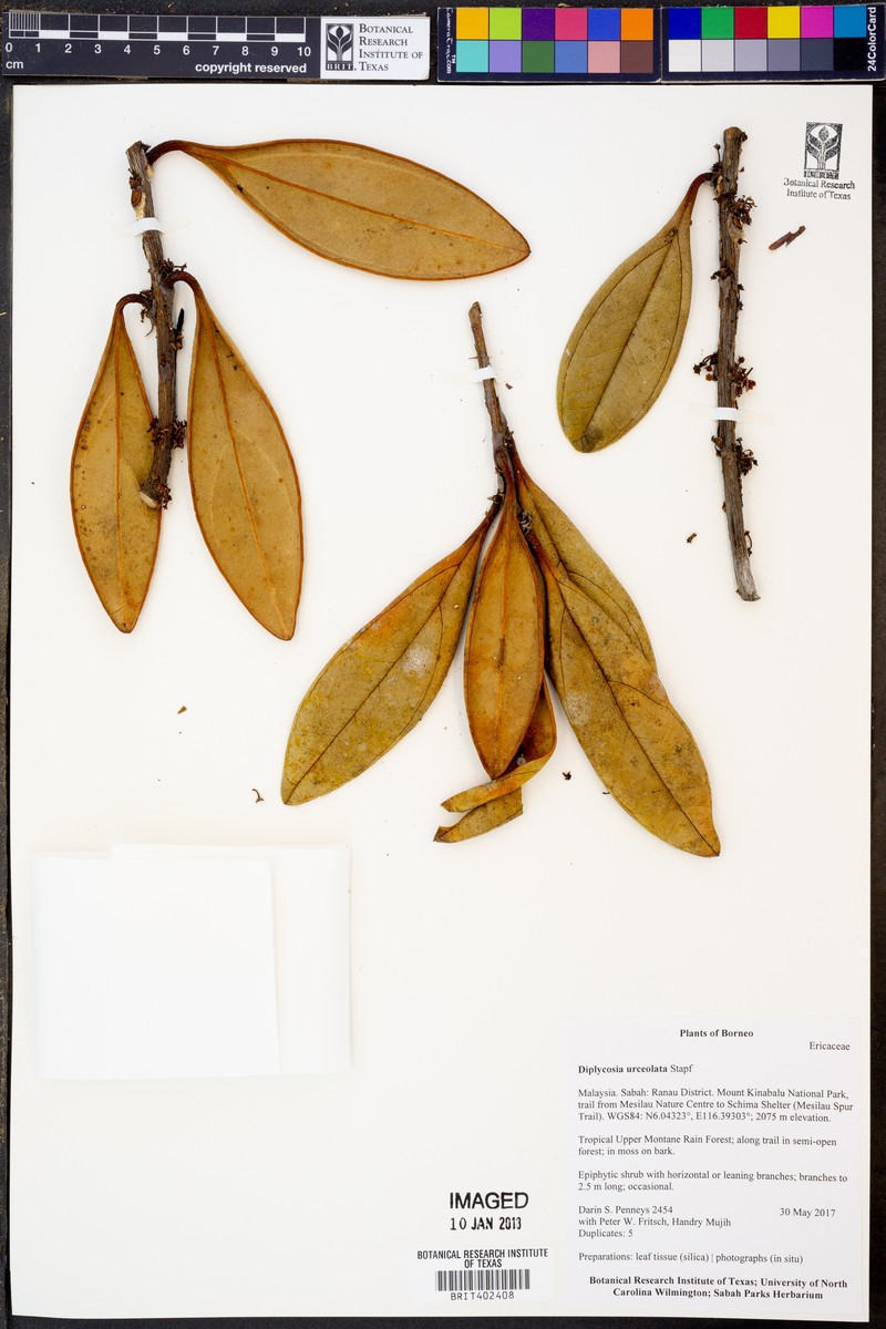 Gaultheria urceolata photo 3