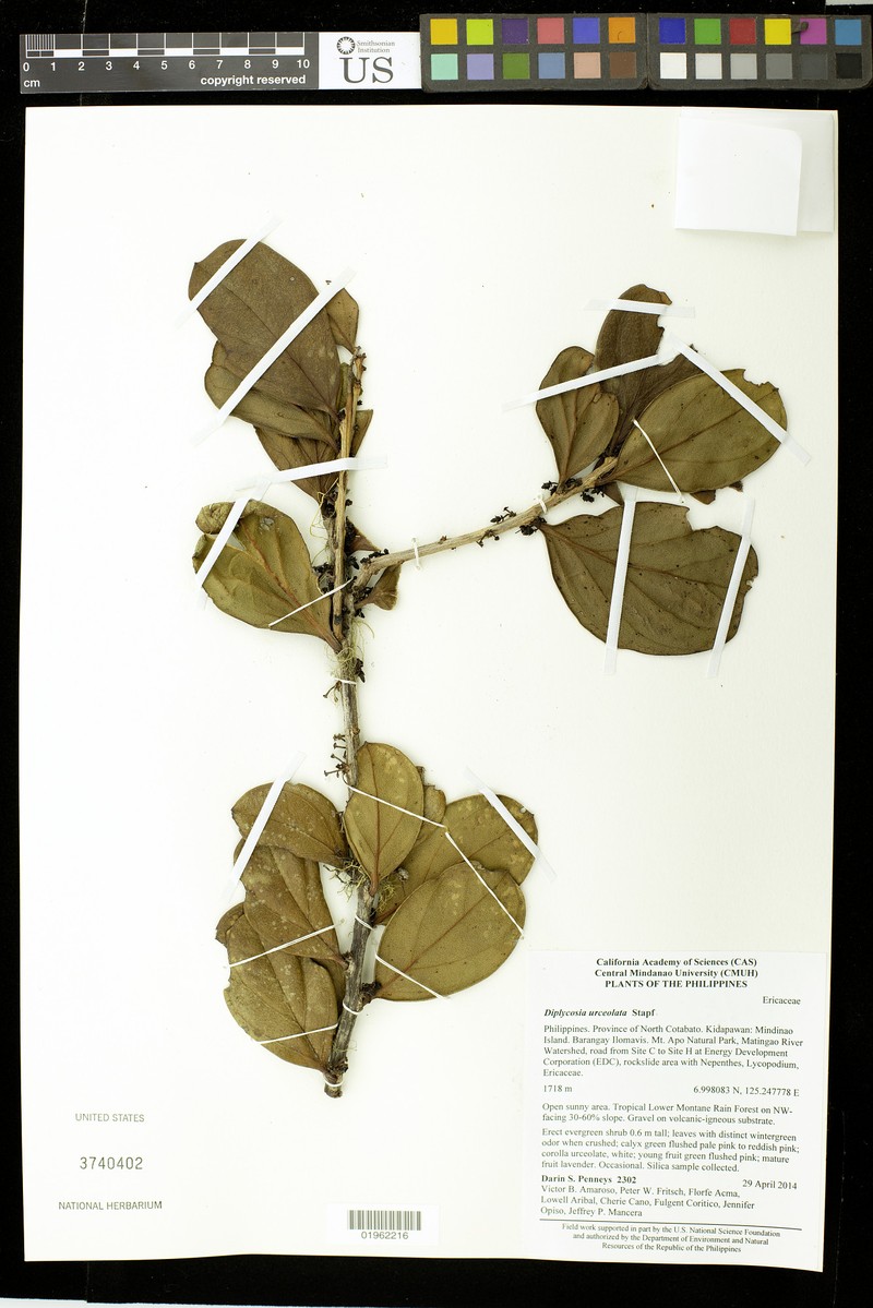 Gaultheria urceolata photo 4