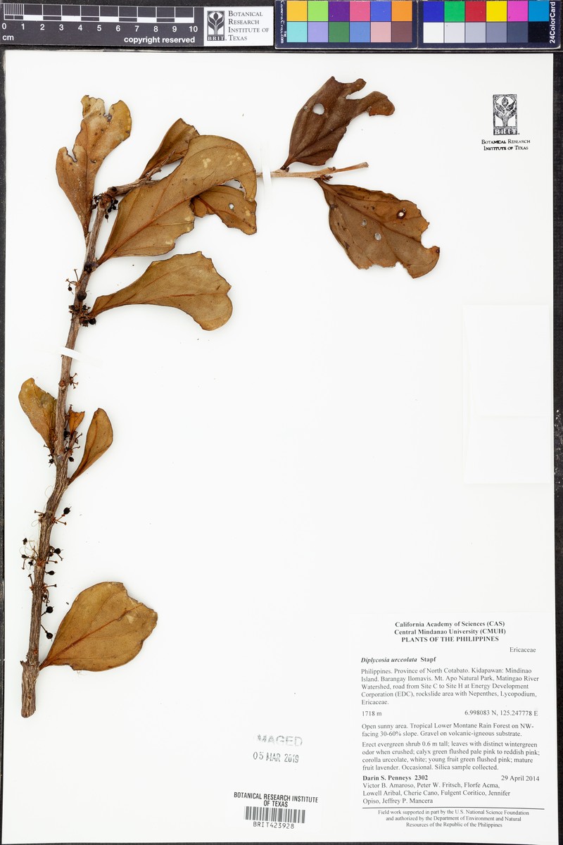 Gaultheria urceolata photo 5