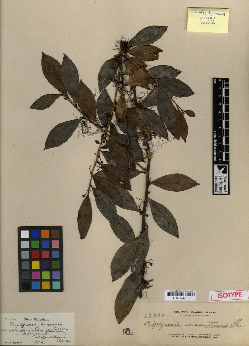 Gaultheria urdanetensis