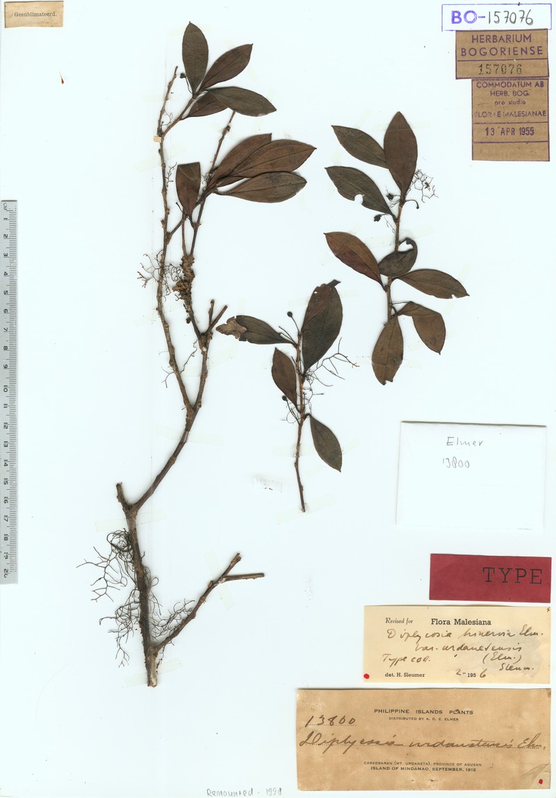 Gaultheria urdanetensis photo 2