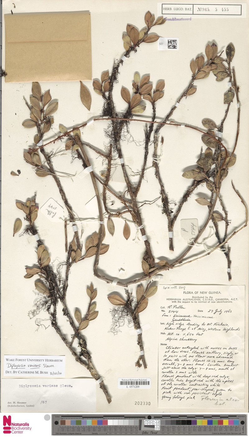 Gaultheria varians