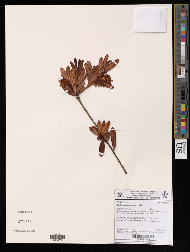 Gaylussacia amazonica photo 4