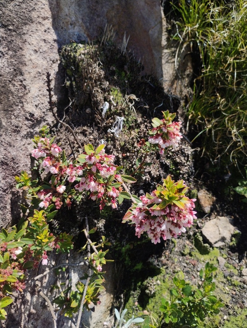 Gaylussacia amoena
