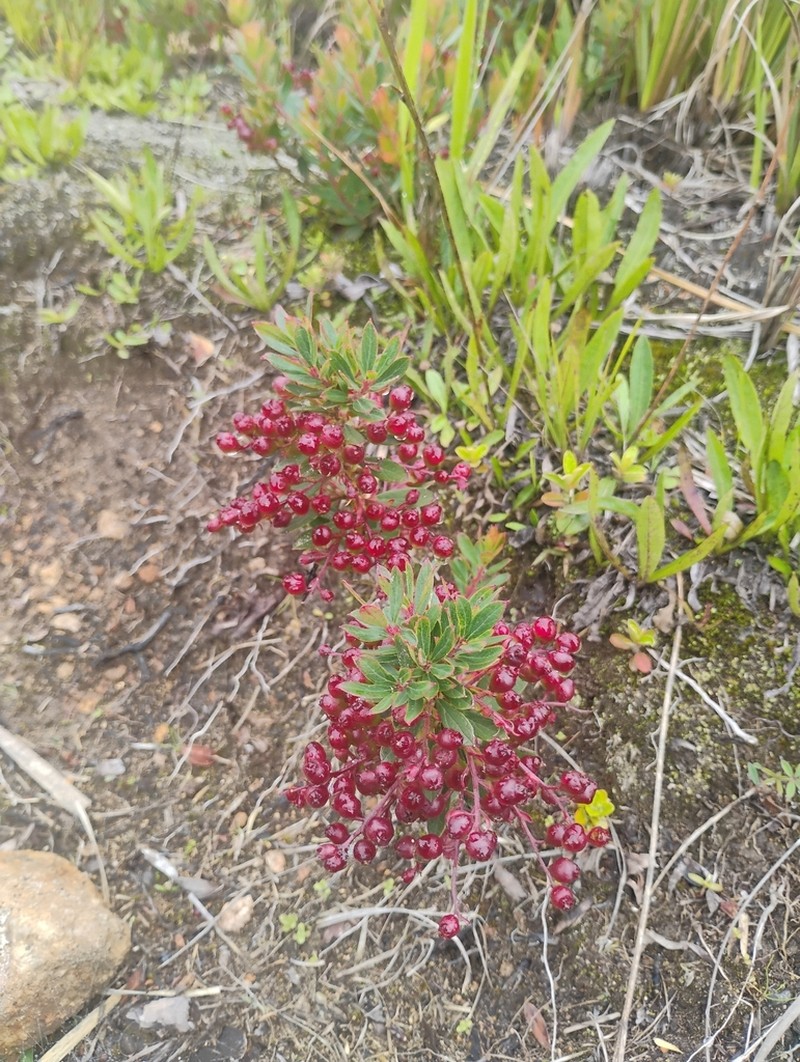 Gaylussacia amoena photo 3