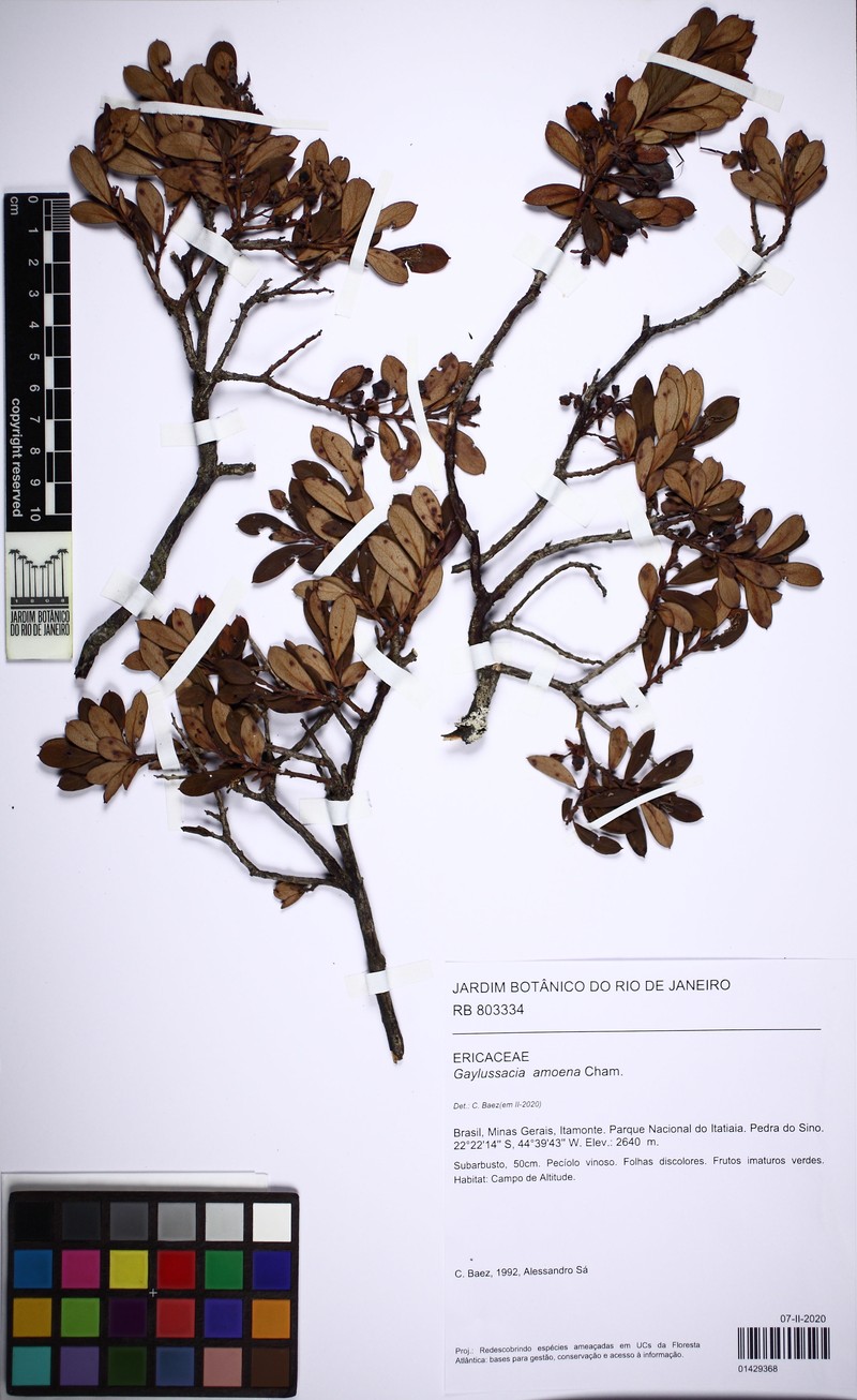 Gaylussacia amoena photo 4