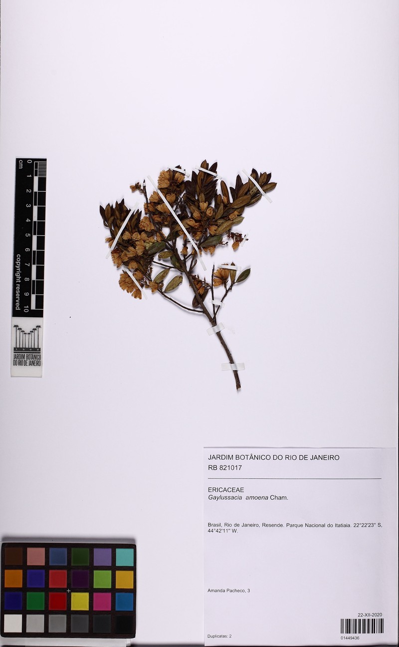 Gaylussacia amoena photo 5