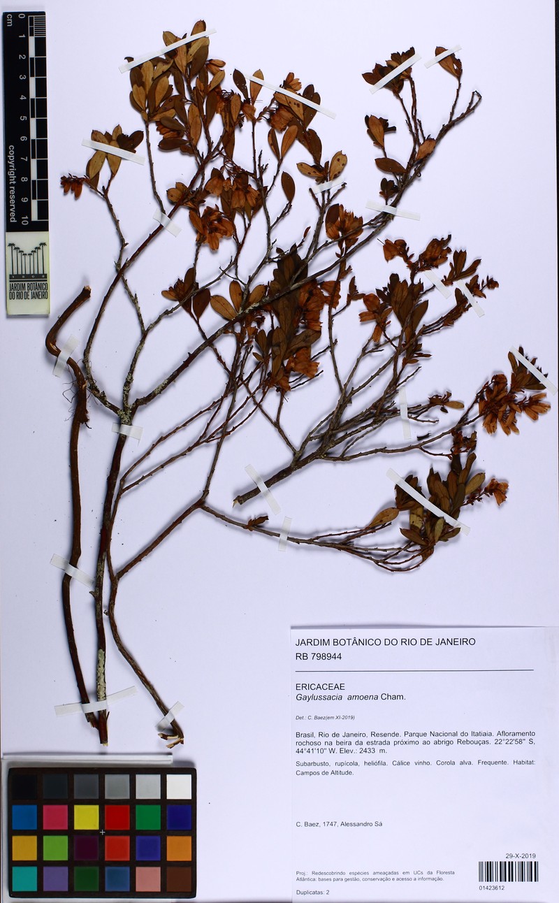 Gaylussacia amoena photo 7