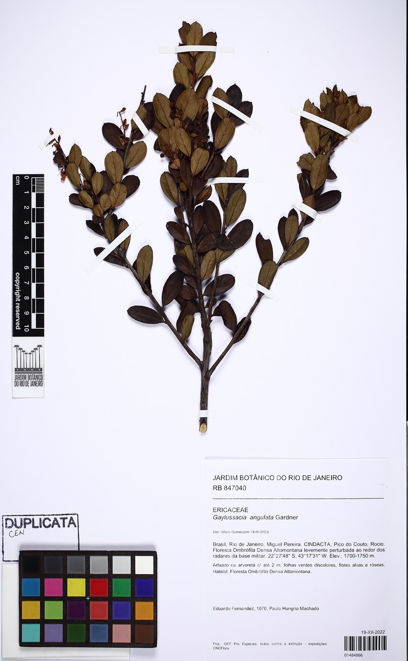 Gaylussacia angulata