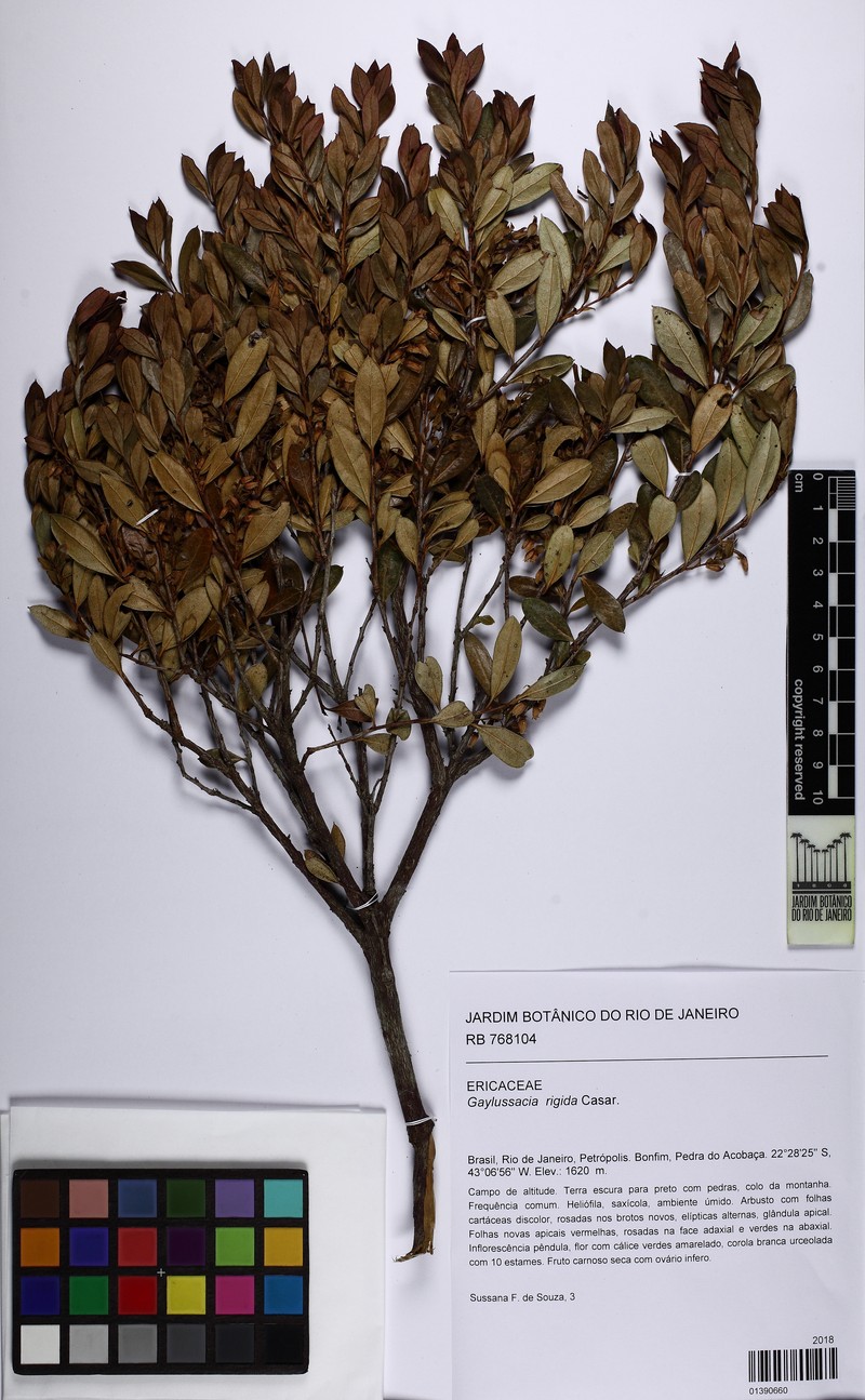 Gaylussacia angulata photo 2