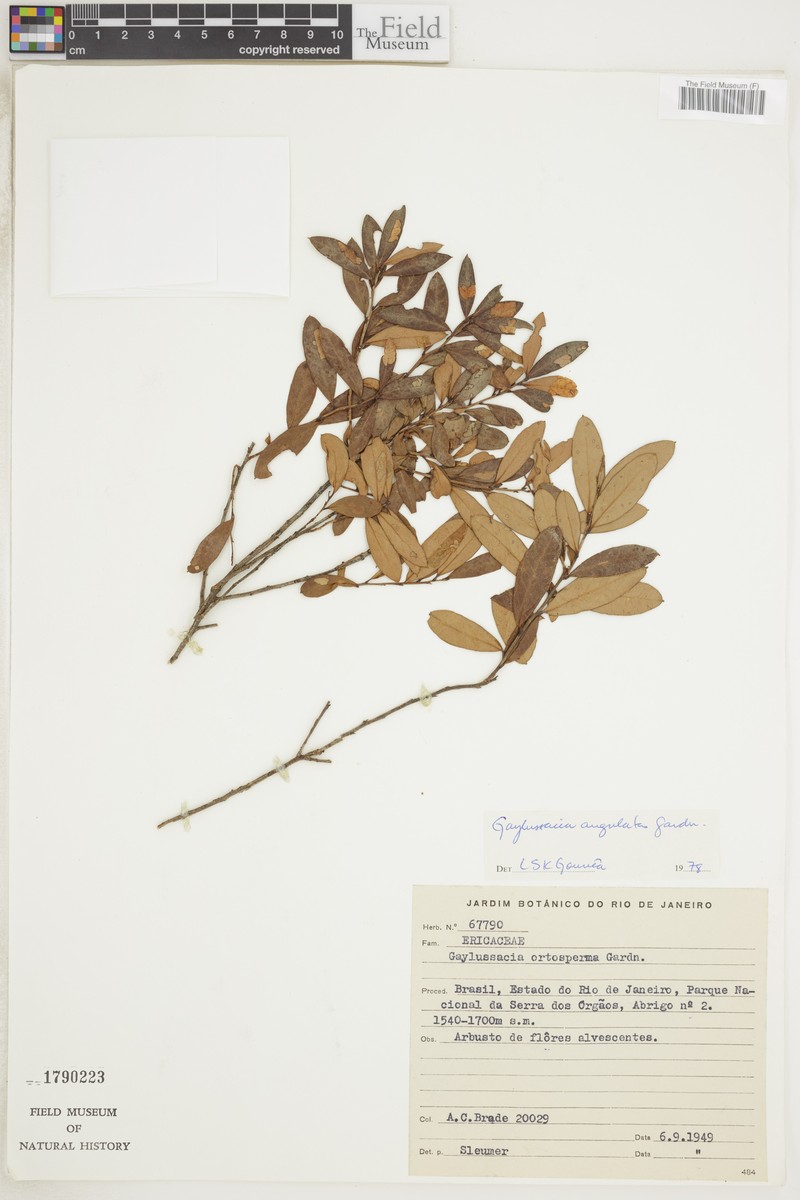 Gaylussacia angulata photo 3