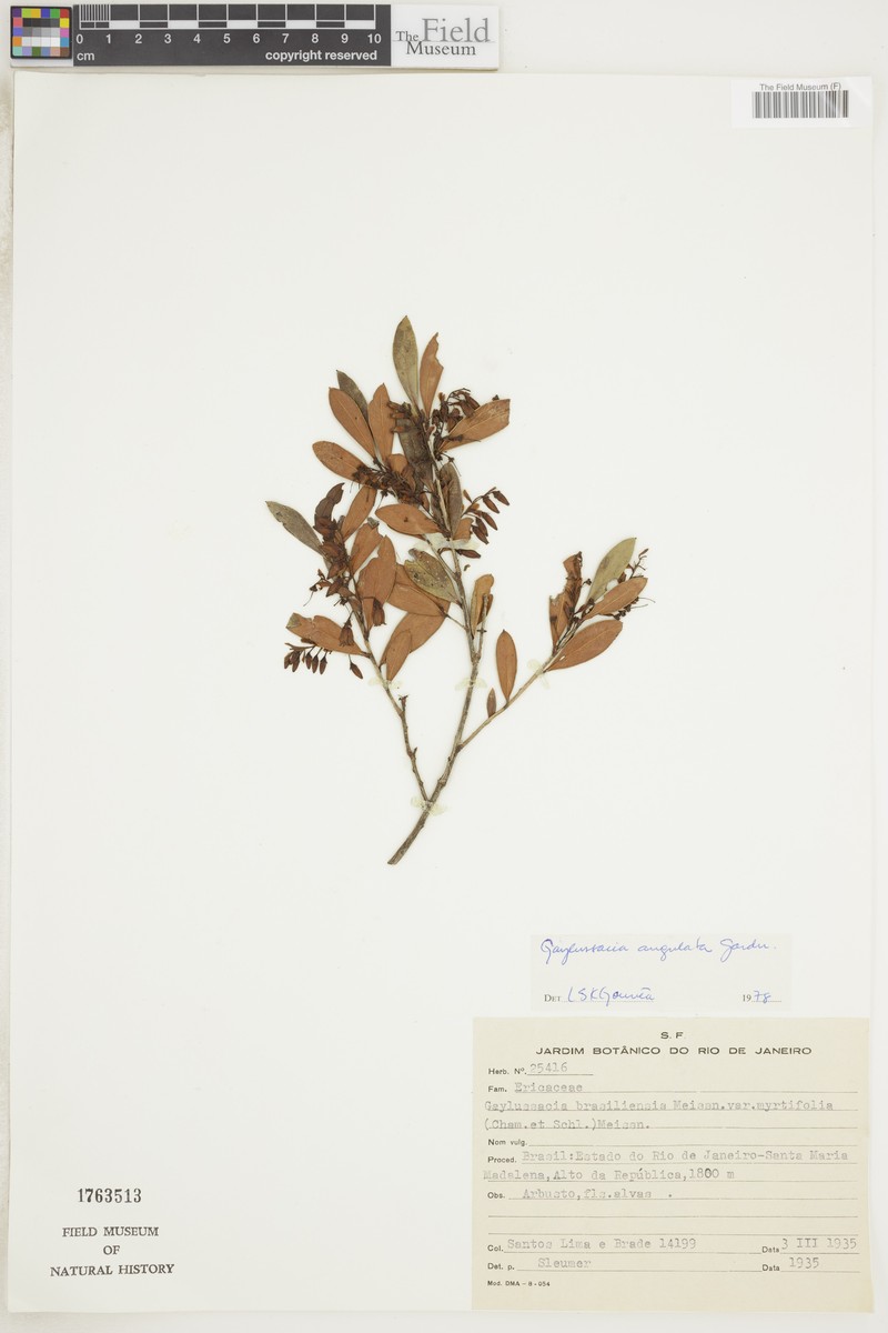 Gaylussacia angulata photo 4