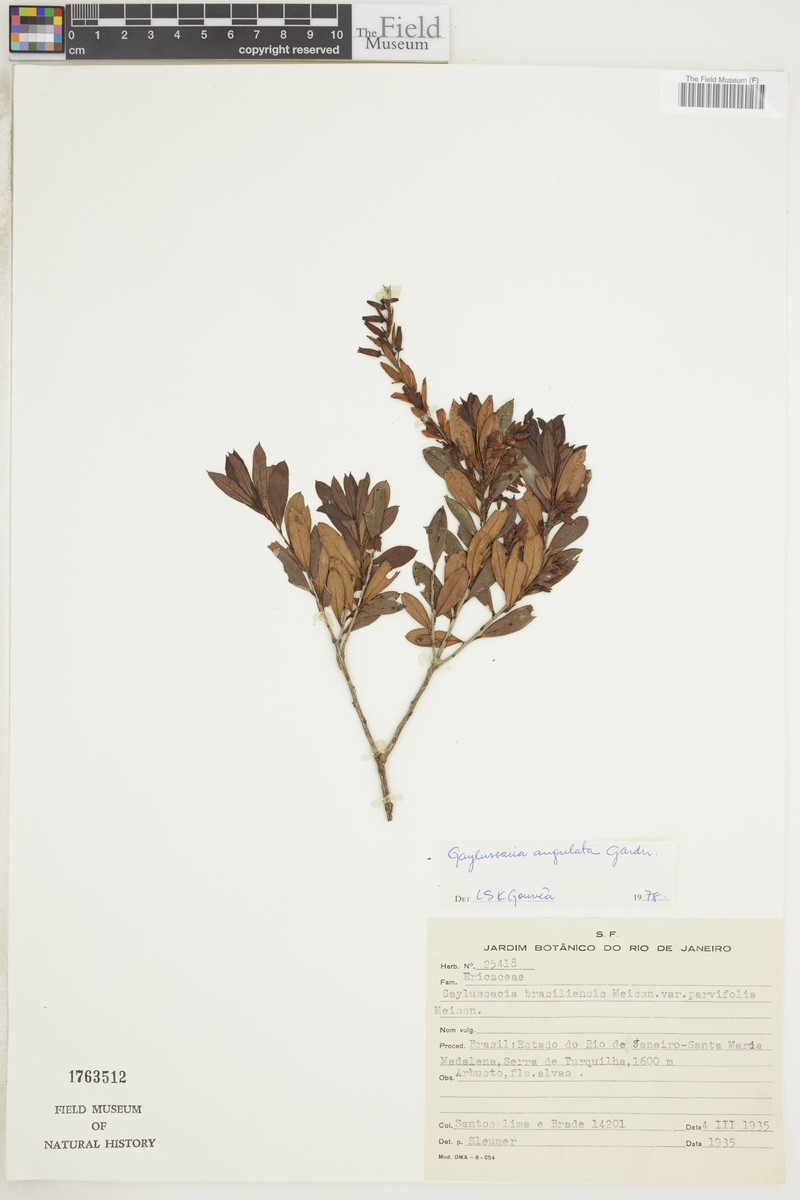 Gaylussacia angulata photo 5