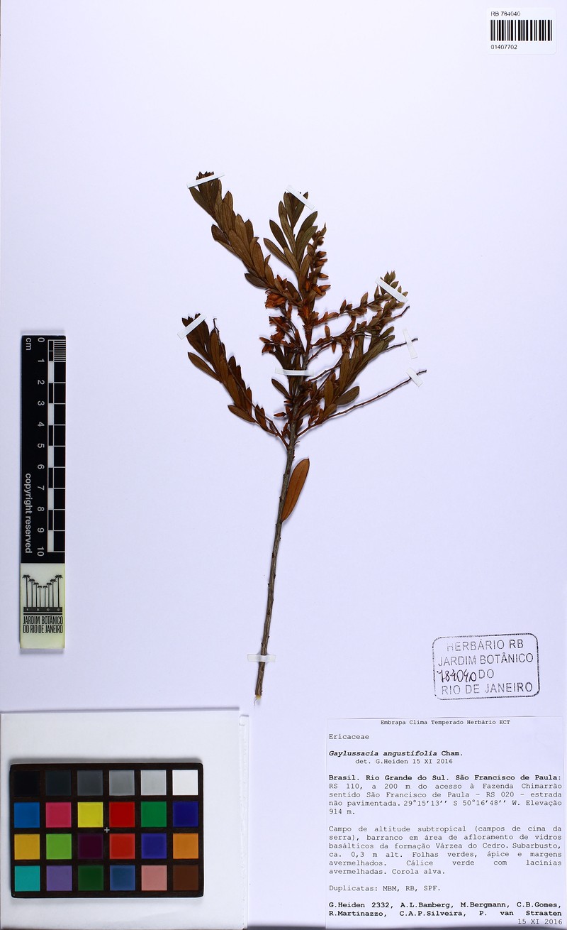 Gaylussacia angustifolia