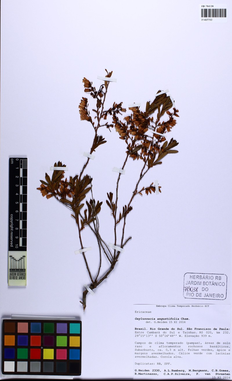 Gaylussacia angustifolia photo 2