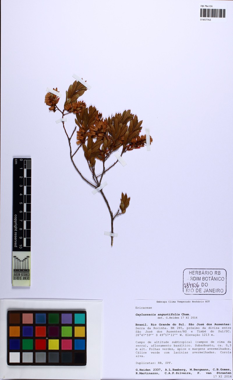 Gaylussacia angustifolia photo 3