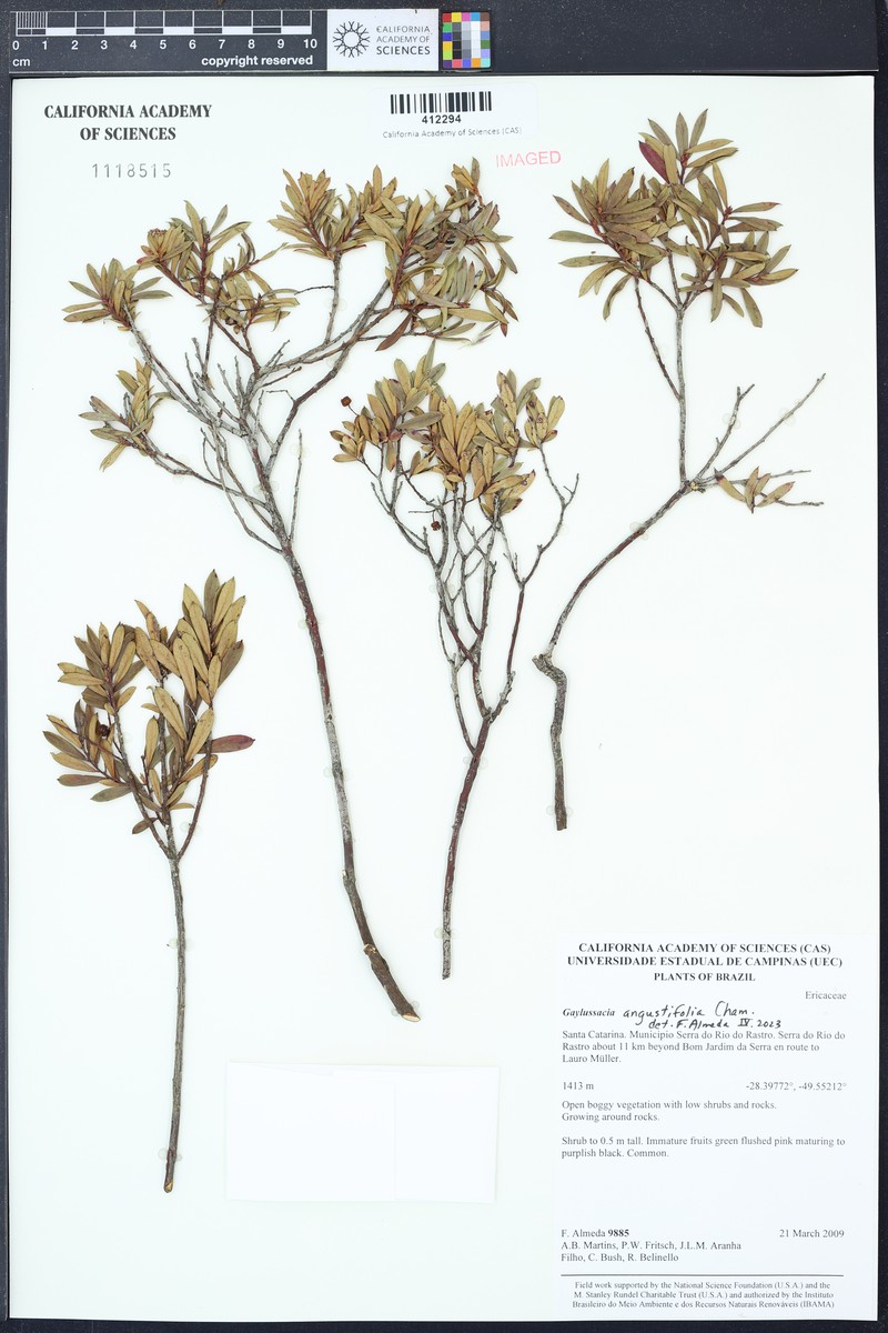 Gaylussacia angustifolia photo 4