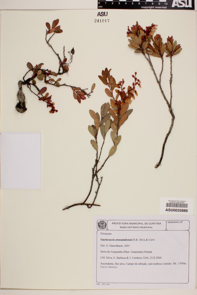 Gaylussacia arassatubensis