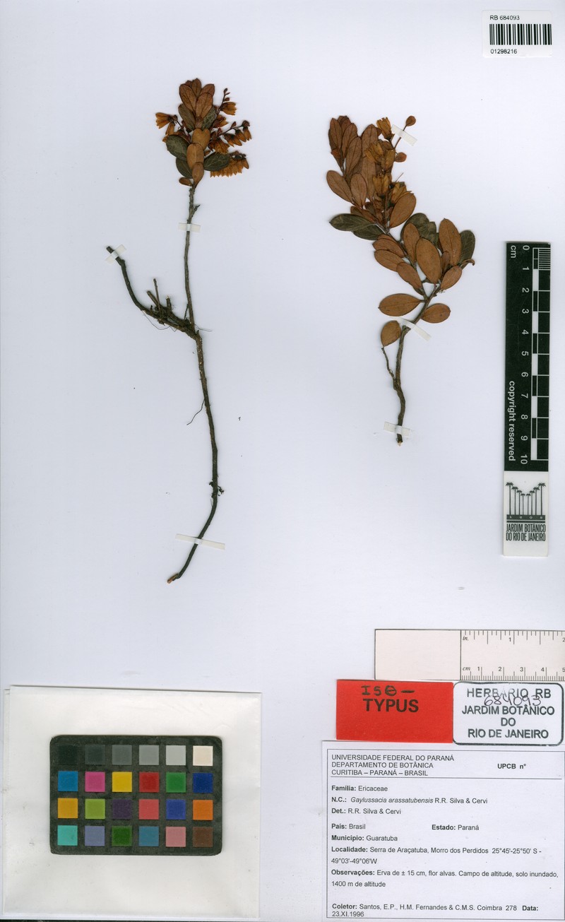 Gaylussacia arassatubensis photo 2