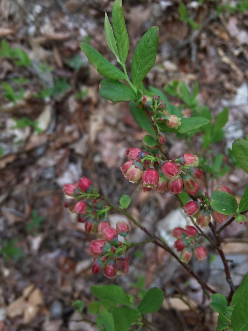 Black Huckleberry