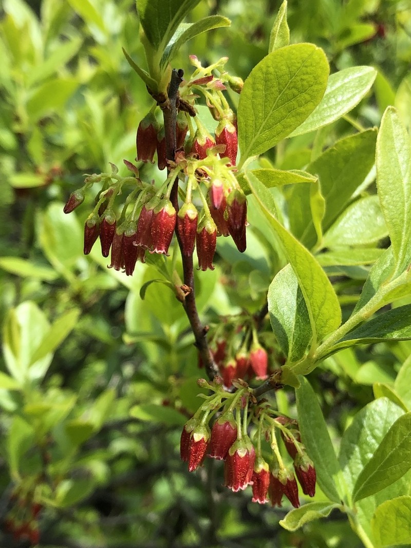 Black Huckleberry photo 2