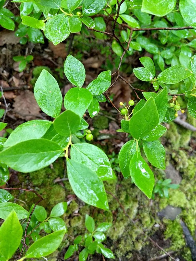 Black Huckleberry photo 3
