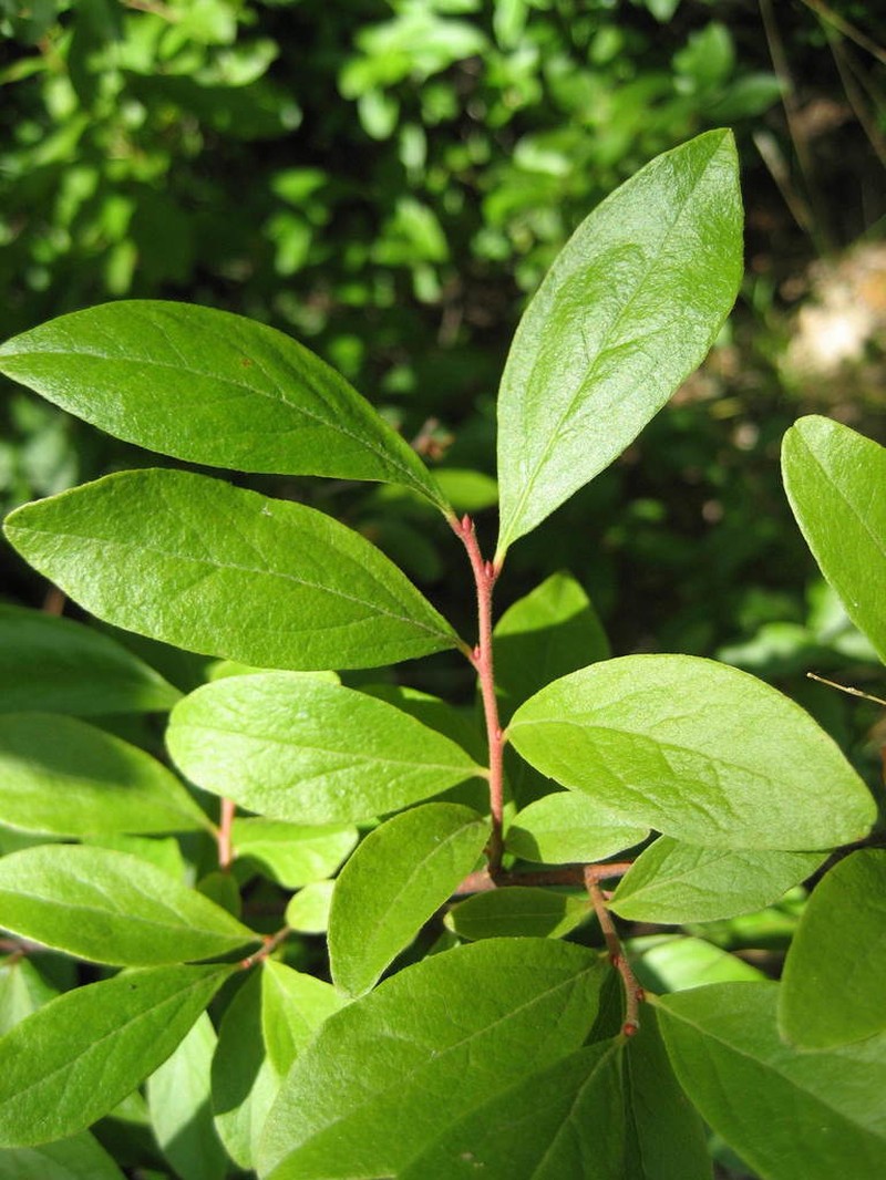 Black Huckleberry photo 4