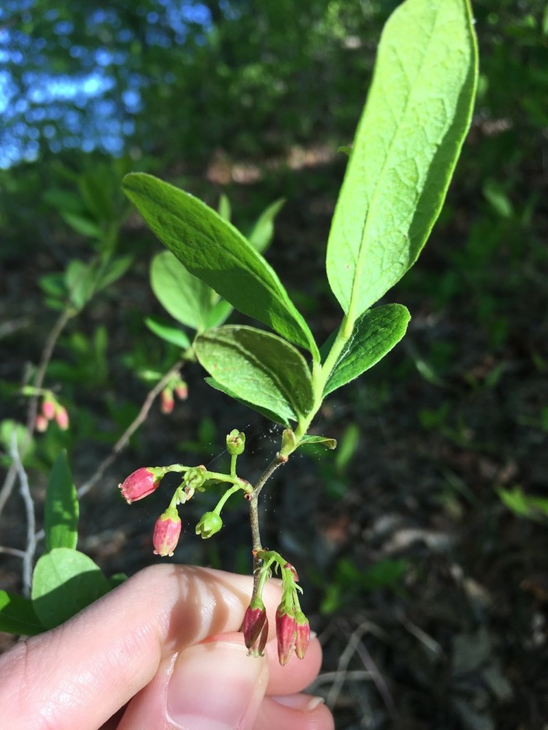 Black Huckleberry photo 5