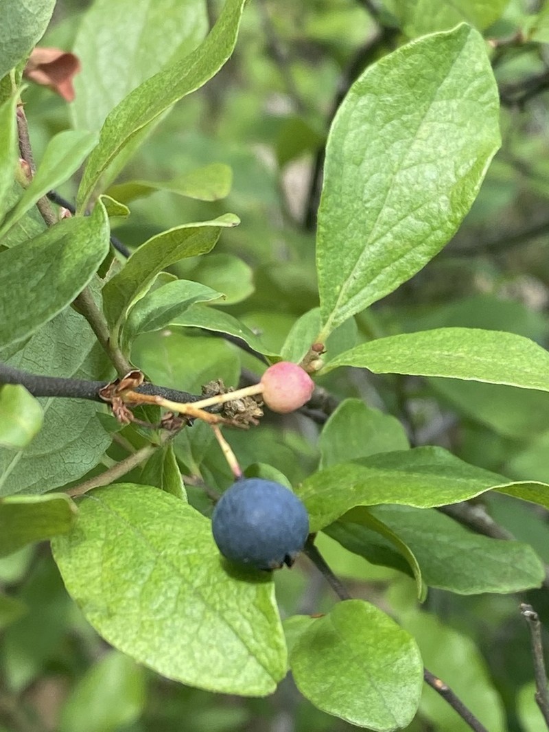 Black Huckleberry photo 6