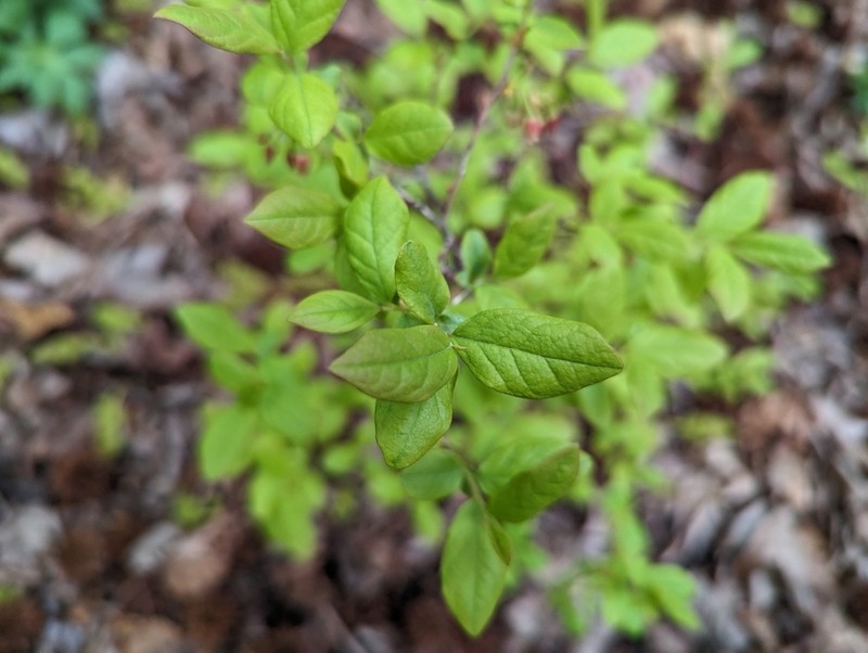 Black Huckleberry photo 7