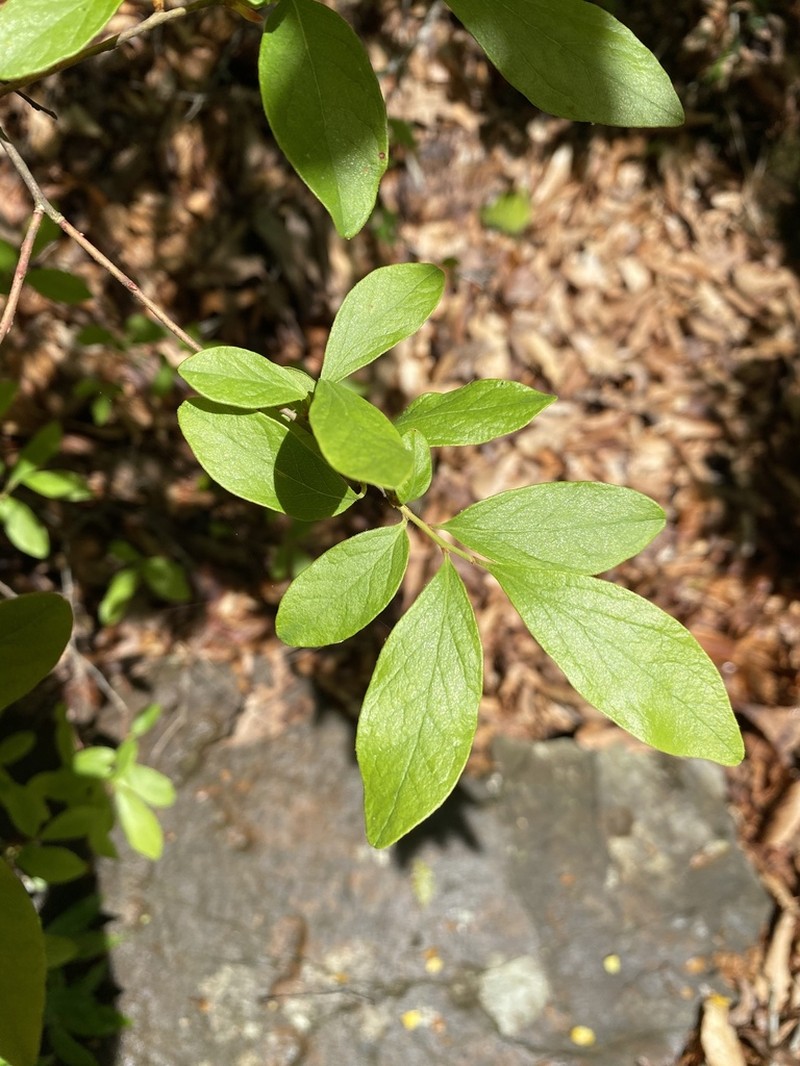 Black Huckleberry photo 8