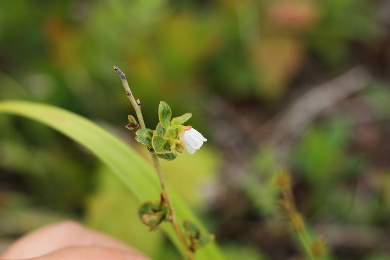 Gaylussacia bigeloviana