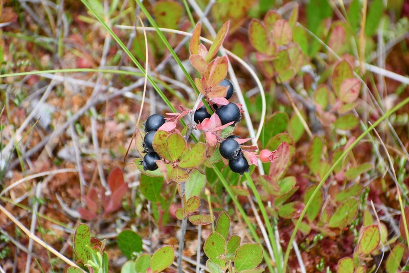 Gaylussacia bigeloviana photo 2