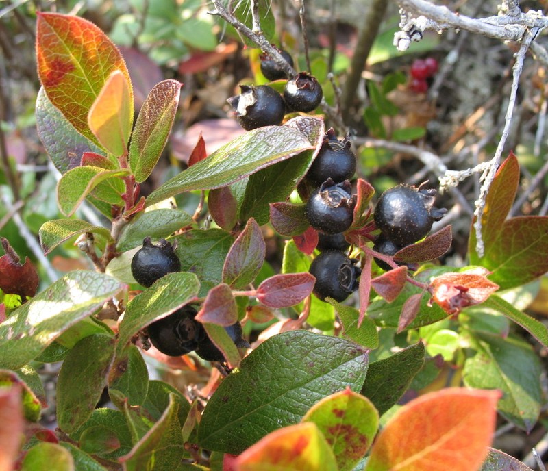 Gaylussacia bigeloviana photo 3