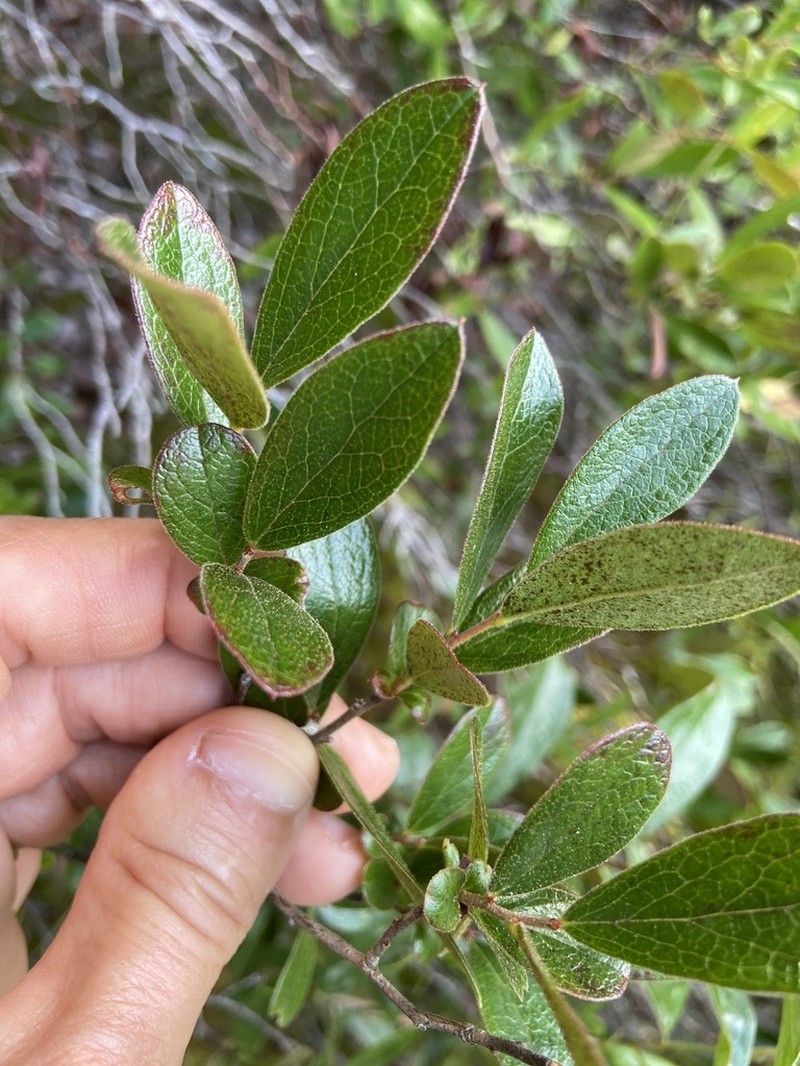 Gaylussacia bigeloviana photo 4