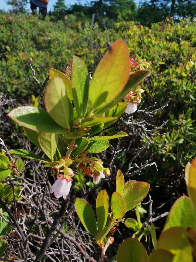 Gaylussacia bigeloviana photo 5