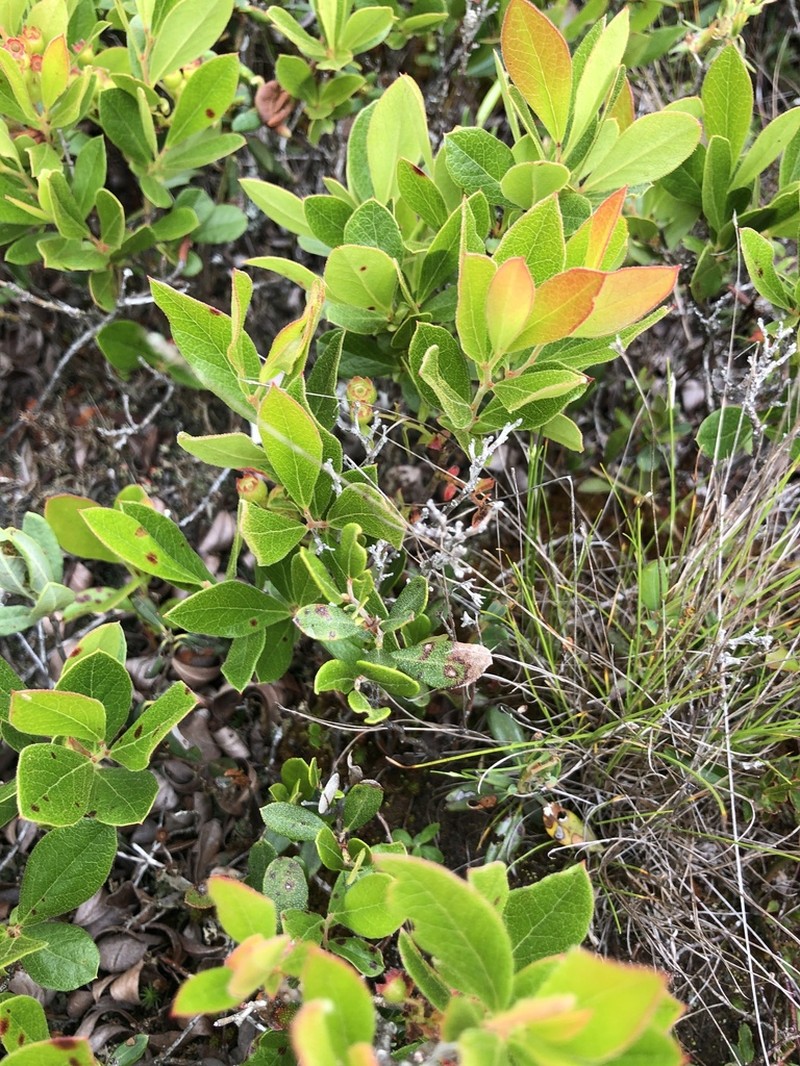 Gaylussacia bigeloviana photo 6