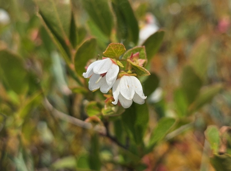 Gaylussacia bigeloviana photo 7