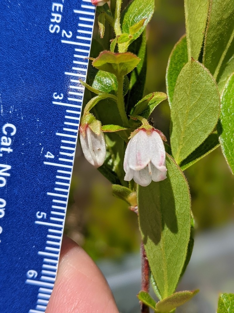 Gaylussacia bigeloviana photo 8