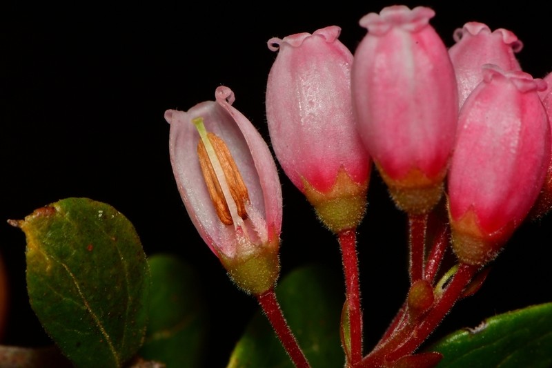 Gaylussacia brasiliensis