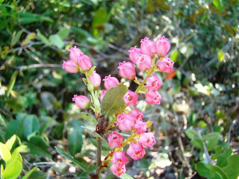 Gaylussacia brasiliensis photo 2