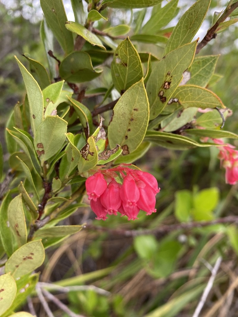 Gaylussacia brasiliensis photo 3