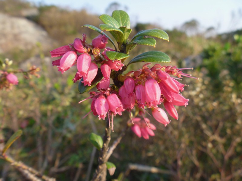 Gaylussacia brasiliensis photo 4