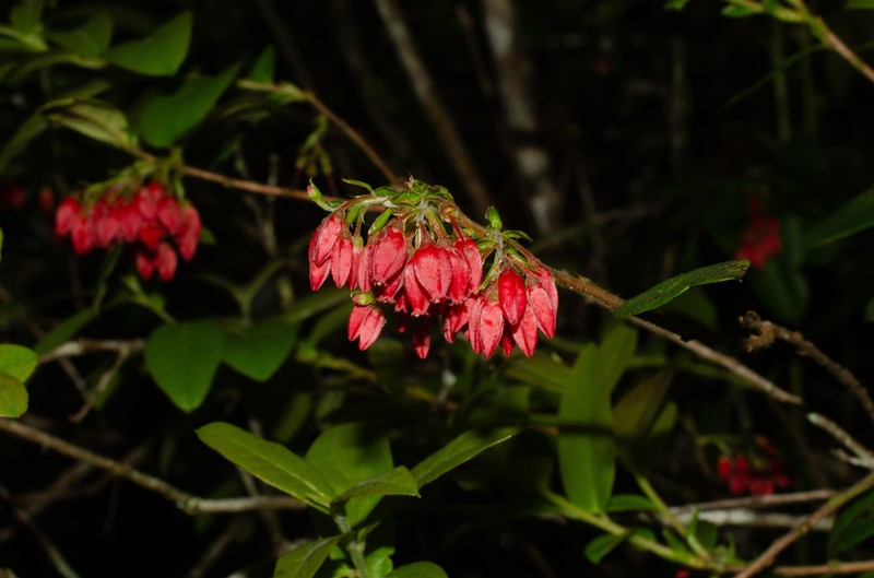 Gaylussacia brasiliensis photo 5