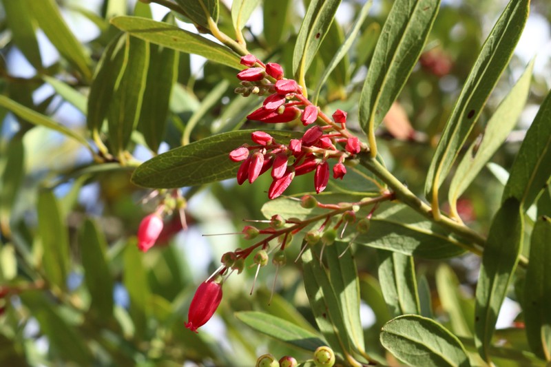 Gaylussacia brasiliensis photo 6