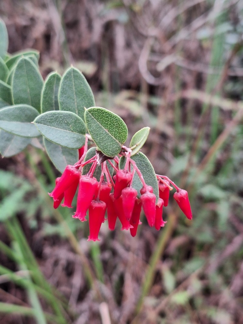 Gaylussacia brasiliensis photo 7