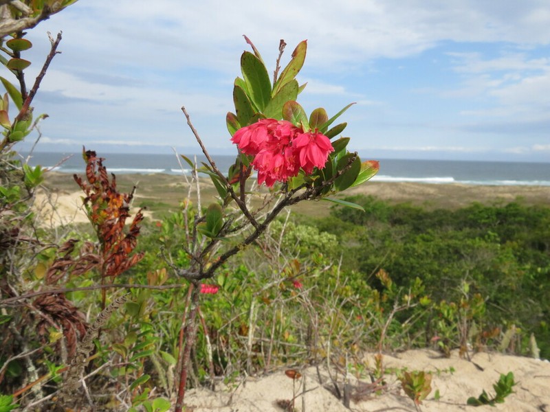 Gaylussacia brasiliensis photo 8