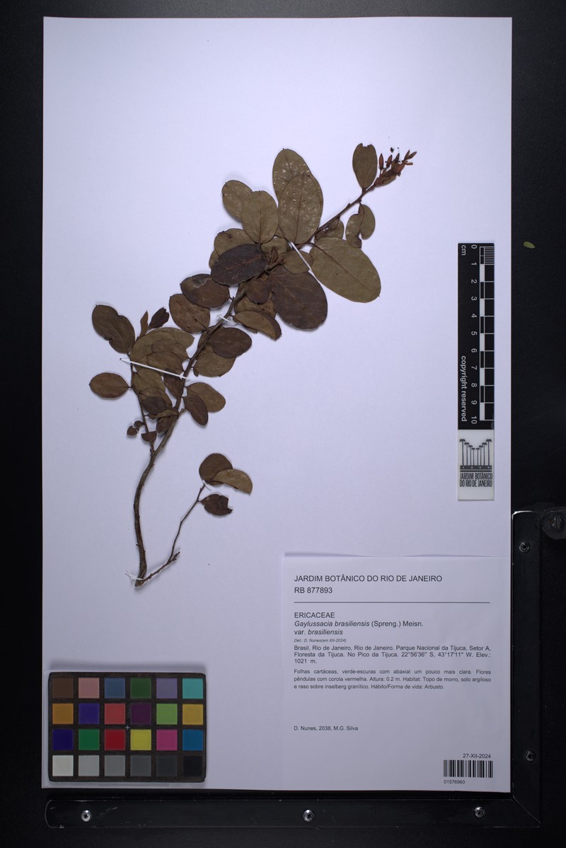 Gaylussacia brasiliensis var. brasiliensis