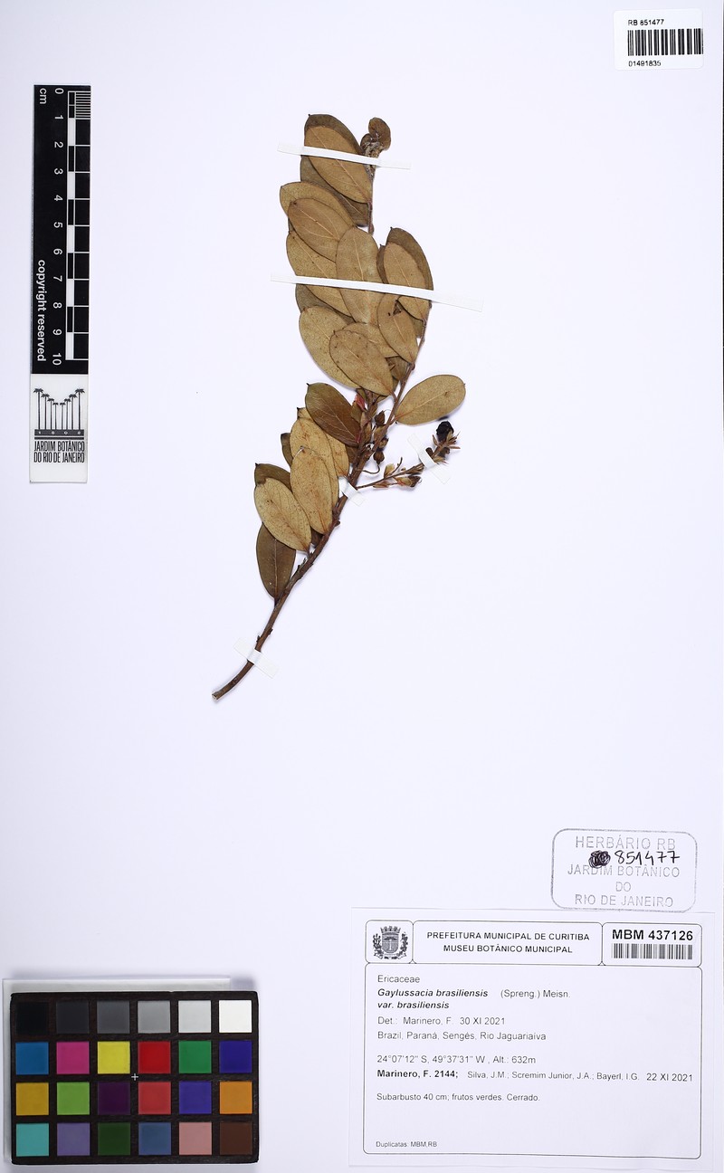 Gaylussacia brasiliensis var. brasiliensis photo 2