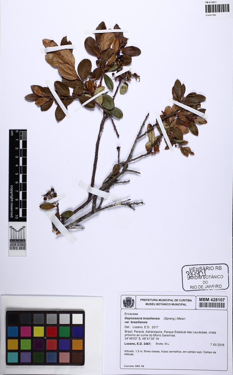 Gaylussacia brasiliensis var. brasiliensis photo 3